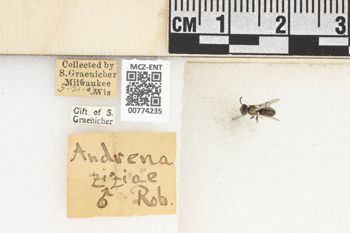 Media type: image;   Entomology 774235 Aspect: Labels
